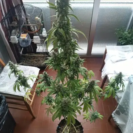 Grape Ape Auto