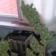 Runtz korngarden Shop