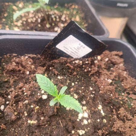 Runtz korngarden Shop