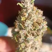 Strawberry 🍓 gorilla 🦍  auto RF 3