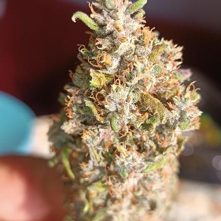 Strawberry 🍓 gorilla 🦍  auto RF 3