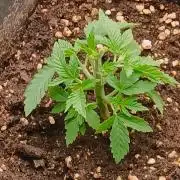 Gorilla Melon F. B.