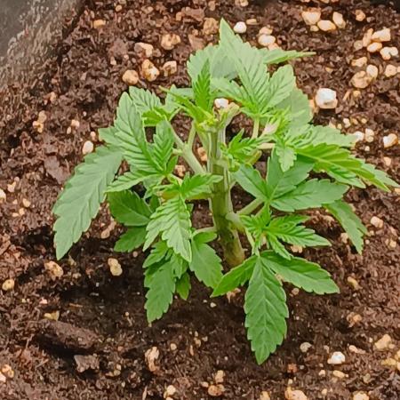 Gorilla Melon F. B.