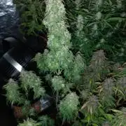 Strawberry 🍓 gorilla 🦍  auto