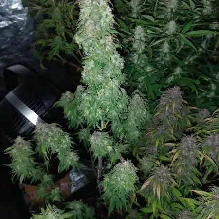 Strawberry 🍓 gorilla 🦍  auto