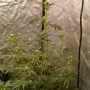 frosted zinn×cookie dog AUTO.