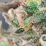 Prova nuova terapia CREAMZILLA