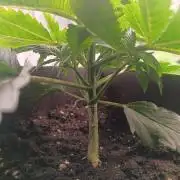 pinapple chunk