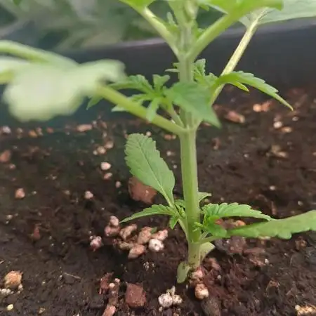 Frostbanger auto