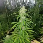 dream Sherbet KANNABIA