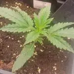 Runtz korngarden Shop