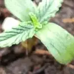 Frostbanger auto