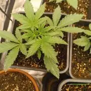 frosted zinn×cookie dog AUTO.
