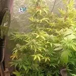 Frostbanger auto
