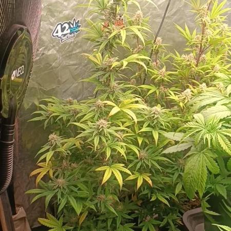 Frostbanger auto