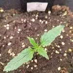 Runtz korngarden Shop