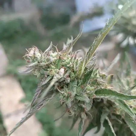 Og kush kannabia