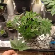 pinapple chunk