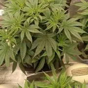 Gorilla Melon F. B.