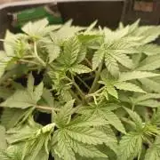 Gorilla Melon F. B.