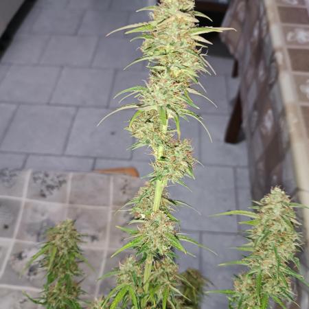 Creamzilla auto