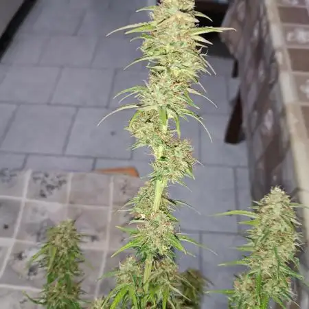 Creamzilla auto