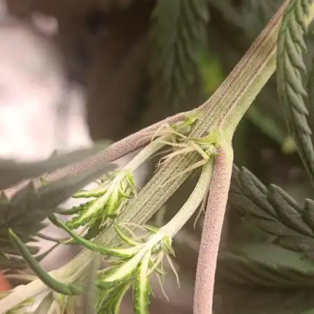 Grape Ape auto