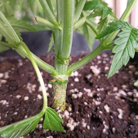 Prova nuova terapia CREAMZILLA