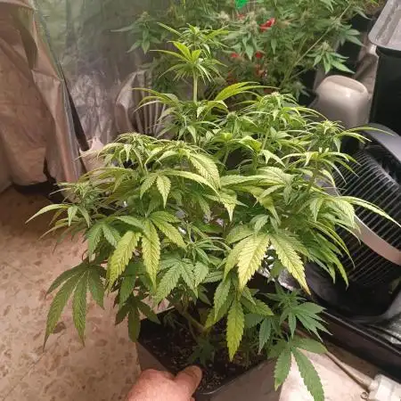 Frostbanger auto