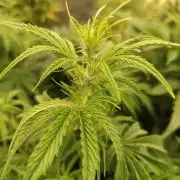 Prova nuova terapia CREAMZILLA