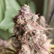 Frostbanger auto