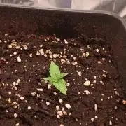 cream caramel sweet seeds