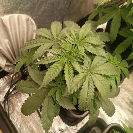Runtz auto////barney's farm