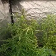 Runtz korngarden Shop