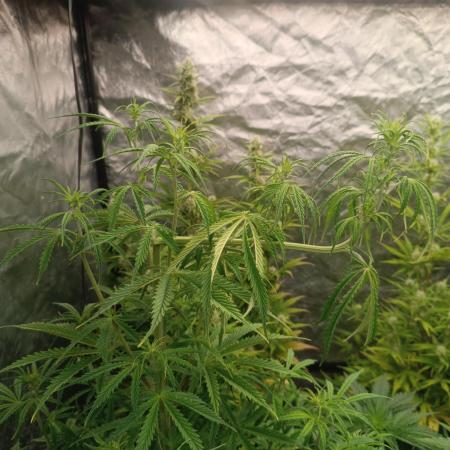 Runtz korngarden Shop