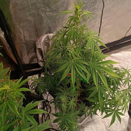 Strawberry 🍓 gorilla 🦍  auto