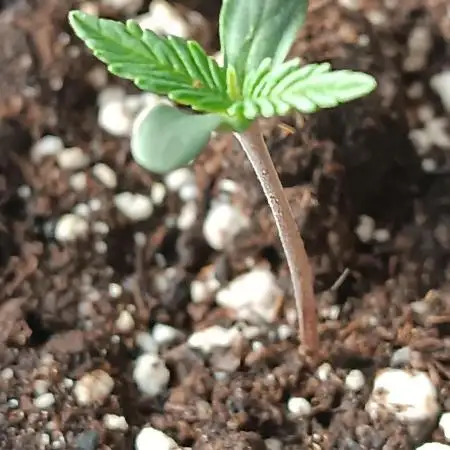 Grape Ape auto