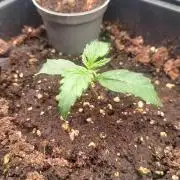 Prova nuova terapia CREAMZILLA