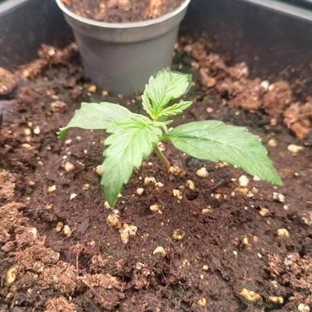 Prova nuova terapia CREAMZILLA