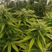 Strawberry 🍓 gorilla 🦍  auto RF 3