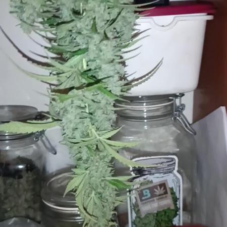 Grape Ape Auto