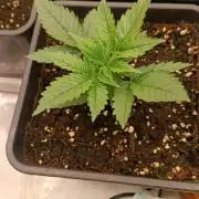 Forbidden runtz auto