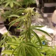 Creamzilla auto