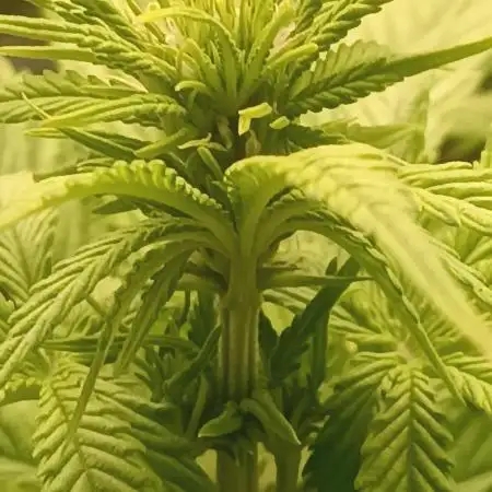 Frostbanger auto