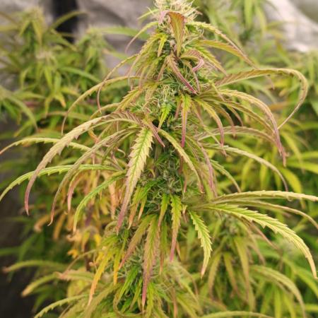 Runtz korngarden Shop