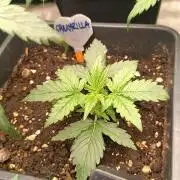 Prova nuova terapia CREAMZILLA