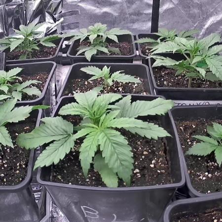 Amnesia Dream xl Auto KANNABIA