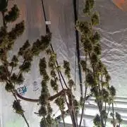 Runtz korngarden Shop