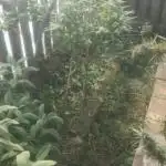 Og kush kannabia