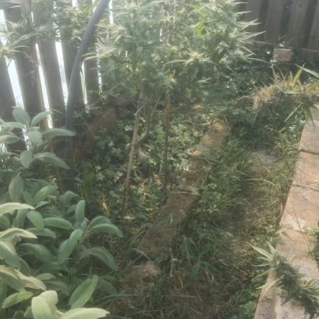 Og kush kannabia